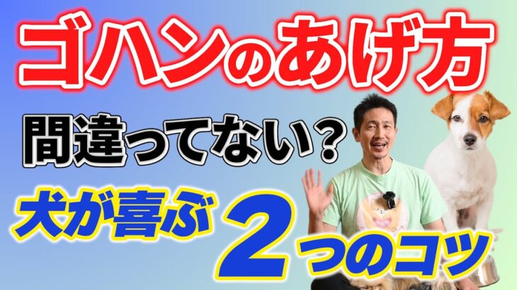 犬が幸せになるためのご飯のあげ方のポイントを２つ解説！