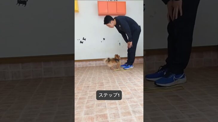 これやっちゃいますよね😅 #犬しつけ #ドッグトレーナー #ドッグトレーニング #愛犬 #犬#大型犬 #トレーニング