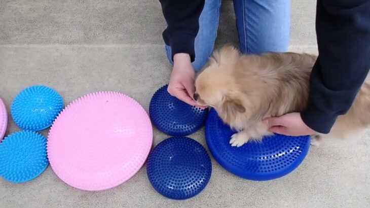 犬の幼稚園 くるみちゃんとトレーニング