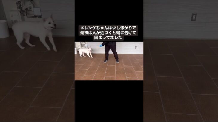 保護犬トレーニング