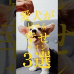 愛犬がみせる幸せサイン3選 #犬の健康 #犬の豆知識 #犬の雑学 #犬のいる生活 #犬好きさんと繋がりたい #ペット動画 #犬のしつけ #犬 #いぬ