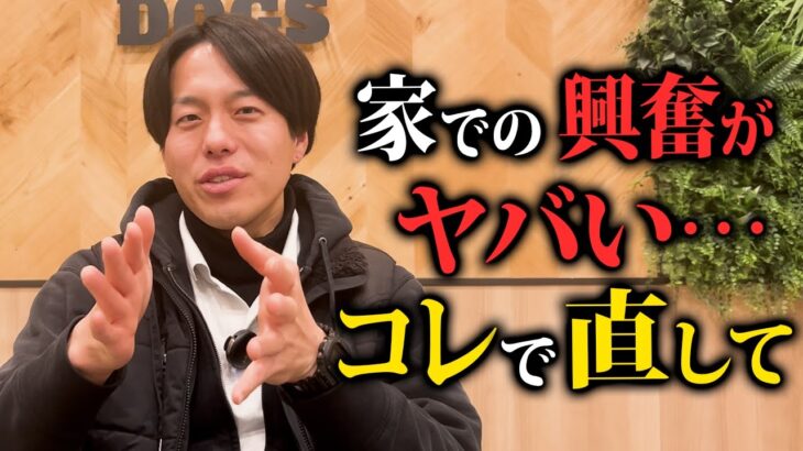 【プロ解説】愛犬の家での興奮癖を劇的に改善するしつけ法5選！