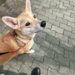 MIX犬の”ゆめちゃん”と”散歩トレーニング”！