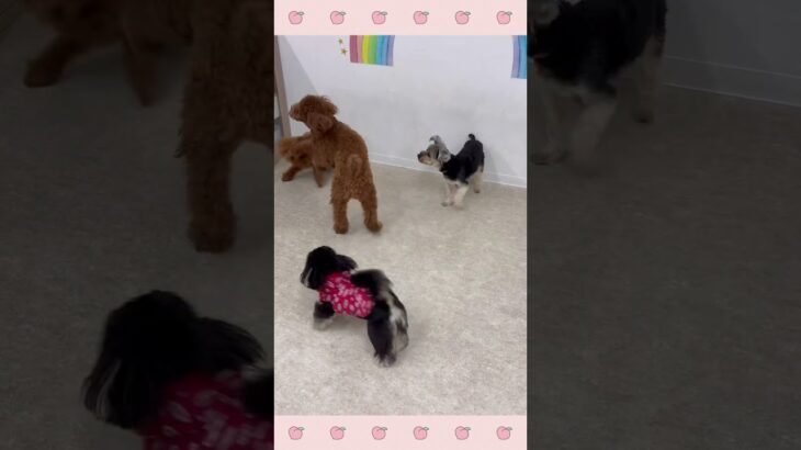 ＃犬のようちえん　＃犬のほいくえん　＃犬お泊りトレーニング　　#子犬しつけ  #しつけ教室 　#ヨーキー  　＃犬のしつけ　#shorts 　#パピートレーニング