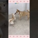＃犬のようちえん　＃犬のほいくえん　＃犬お泊りトレーニング　　#子犬しつけ  #しつけ教室 　#柴 　＃犬のしつけ　#shorts 　#パピートレーニング