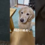 しつけを守る愛犬と自由な愛猫　#shorts#犬と猫のいる暮らし#犬#猫