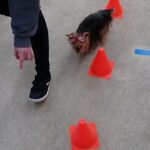 犬の幼稚園 花ちゃんとトレーニング