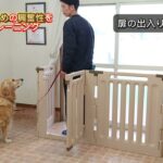 お散歩の出始めの興奮性を抑えるトレーニング