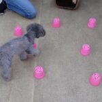 犬の幼稚園 輪くんとトレーニング
