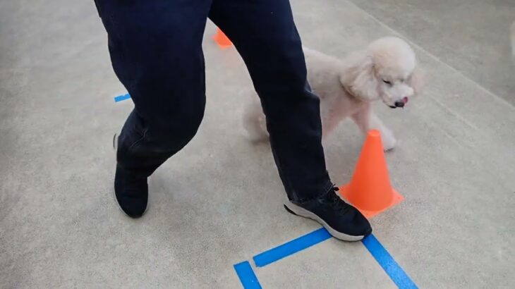 犬の幼稚園 レオくんとトレーニング
