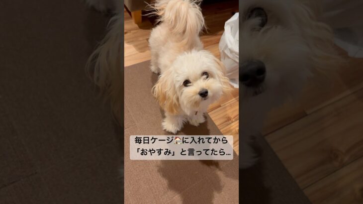 天才犬🥹 #かわいい犬 #天才犬 #ふわふわ犬 #もふもふ #マルプー #いぬのいる生活 #癒し動画 #おやすみ #しつけ #こいぬ #パピー