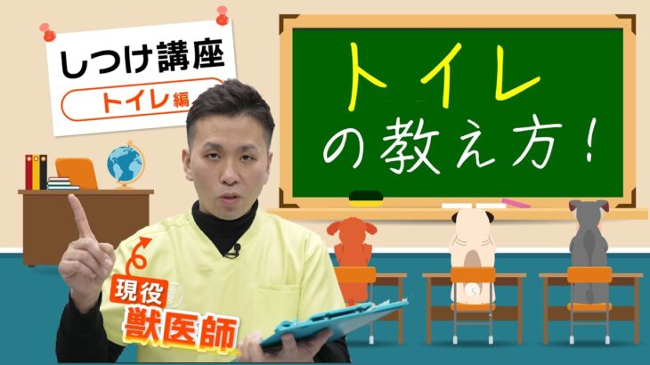 【獣医師が教える！しつけ講座】ポジティブ・リインフォースメントと心理学を使ったしつけ講座〜トイレ編〜