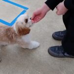 犬の幼稚園 エマちゃんとトレーニング
