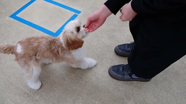 犬の幼稚園 エマちゃんとトレーニング