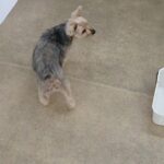 犬の幼稚園 シナモンくんとトレーニング