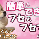 【犬のしつけ】簡単にできる！フセとフセマテの教え方☆ポメラニアン・こぐまくん