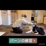 【犬の幼稚園】モグちゃん、テンテンくんの様子#東京 #豊田駅 #犬のしつけ #ドッグスクール #犬の幼稚園#犬のトレーニング #動物看護師兼トレーナー #犬好き  #ペットホテル