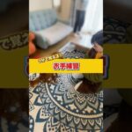 お手練習 #ドッグトレーニング #ドッグトレーナー #犬のしつけ