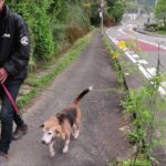 7年前の卒業犬ビーグル家庭犬マナー教室しつけ参考動画真似したら愛犬仕上がる動画訓練しつけ参考本