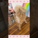 ＃犬のようちえん　＃犬のほいくえん　＃犬お泊りトレーニング　　#子犬しつけ  #しつけ教室 　#ミックス犬　＃犬のしつけ　#shorts 　#パピートレーニング