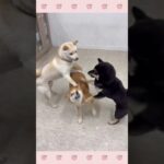 ＃犬のようちえん　＃犬のほいくえん　＃犬お泊りトレーニング　　#子犬しつけ  #しつけ教室 　#柴　＃犬のしつけ　#shorts 　#パピートレーニング