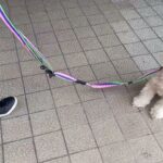犬の幼稚園 ハニちゃんとトレーニング