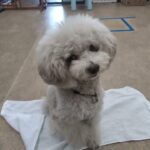 犬の幼稚園 ヴィーノくんとトレーニング