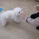 犬の幼稚園 ロージーちゃんとトレーニング