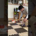 食べる専門です😊#パグチー #犬#ペット#癒し#しつけ#ミックス犬