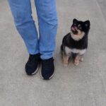 犬の幼稚園 こきりちゃんとトレーニング