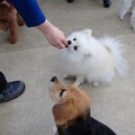 犬の幼稚園 ユパくんとトレーニング