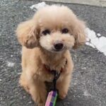 犬の幼稚園 ぴっぴちゃんとトレーニング