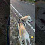 #ラブラドールレトリバー  #保護犬 #大型犬 #犬のしつけ #犬のいる生活 #犬のいる暮らし #エレン