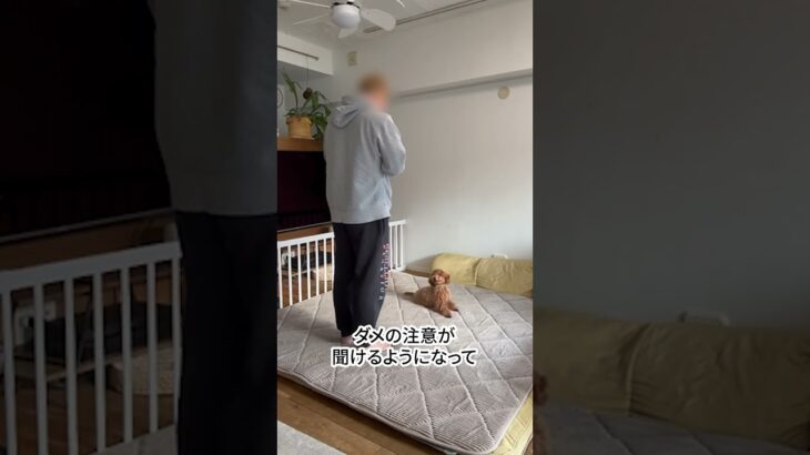 成犬になれば勝手に落ち着くと思っていた