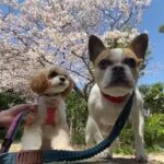 犬の幼稚園 エマちゃん＆はなちゃんとトレーニング