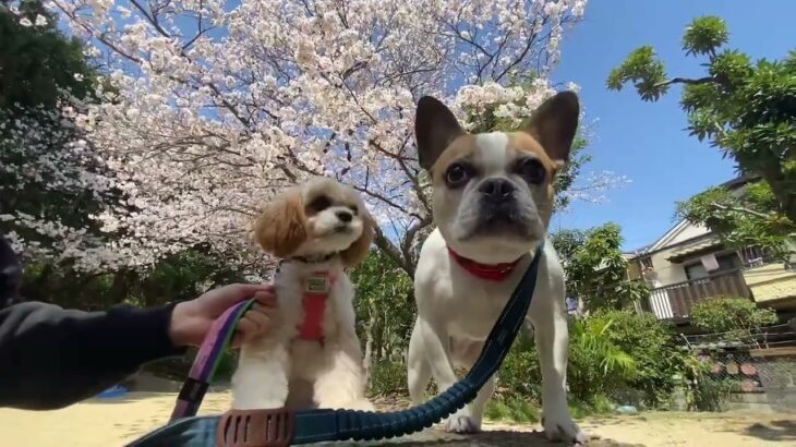 犬の幼稚園 エマちゃん＆はなちゃんとトレーニング
