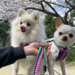 犬の幼稚園 ユパくん＆コハクくんとトレーニング