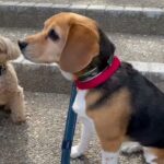 犬の幼稚園 ルークくん＆ビオタンちゃんとトレーニング