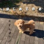 トイプードルの子犬散歩デビュー【しつけ】