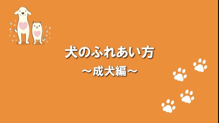 犬のふれあい方・しつけ方 06犬のふれあい方成犬編