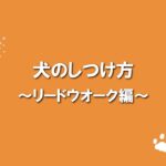 犬のふれあい方・しつけ方 09リードウォーク編
