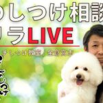 【本日 11:00~】犬のしつけ相談ライブ☆ゲリラライブ