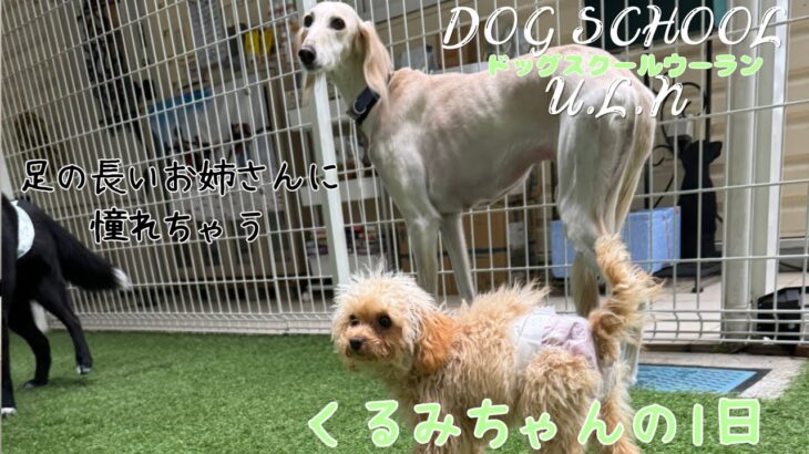 【犬の保育園の1日の様子】くるみちゃんのトレーニング外ではまったりと過ごしていた1日　2025年4月26日