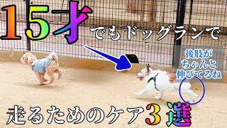 15才の老犬がドッグランで走り回れる秘訣の紹介