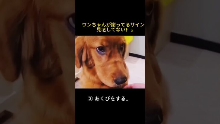 犬の小さな気持ちに気づいてあげよう♪#犬好きさんと繋がりたい  #犬の気持ち  #わんこ動画  #犬のサイン  #犬のしつけ  #ドッグライフ  #1plus1doglife  #犬との暮らし