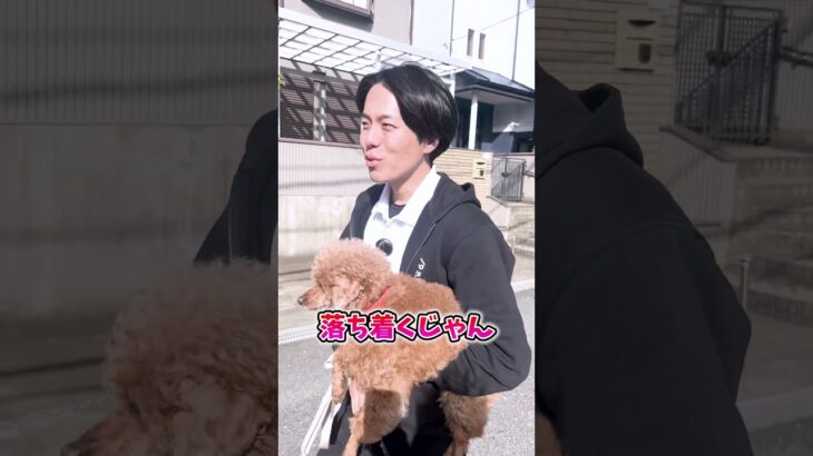 犬の甘噛み対策にはこの2つが重要！