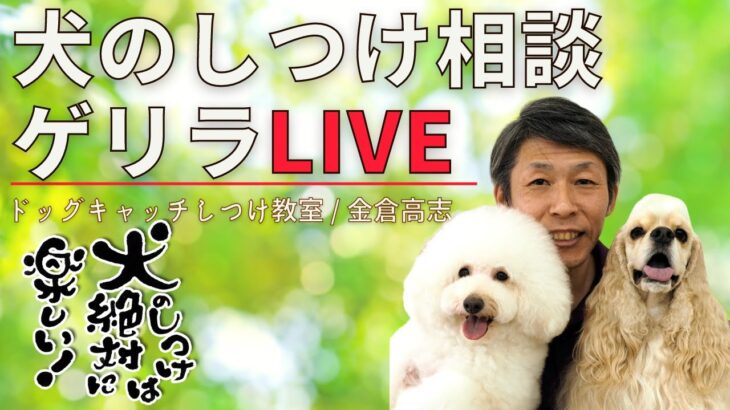 【2025/05/11　17:15～】犬のしつけ相談ライブ☆ゲリラライブ