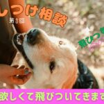 【犬のしつけ相談】第3回しつけ相談 ~帰宅時・部屋から出て行く時に犬が飛びついてくる時の対処~