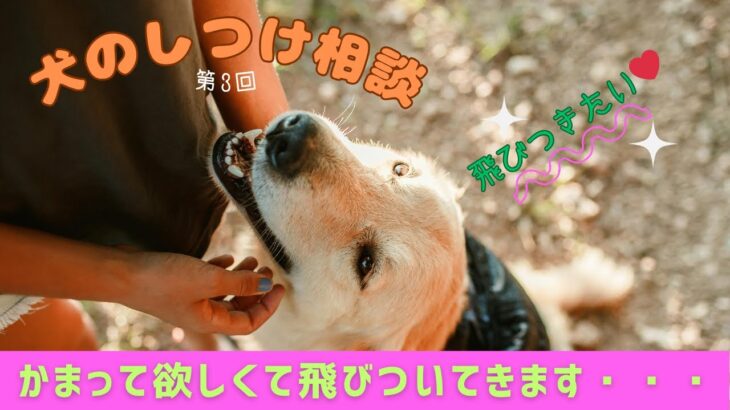 【犬のしつけ相談】第3回しつけ相談 ~帰宅時・部屋から出て行く時に犬が飛びついてくる時の対処~