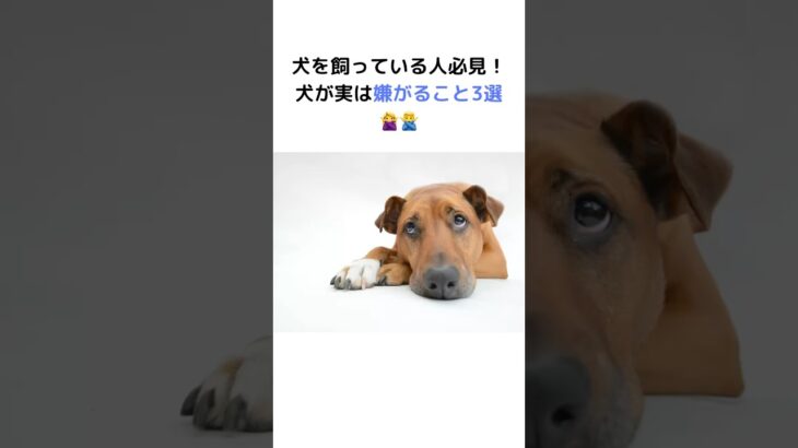 犬が実はされて嫌なこと3選